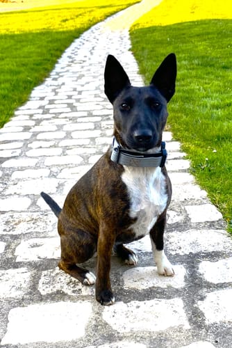 undefined review of 2.5cm Combat® Collar | With Handle & Rated Clip - Metal Grey image 1 out of 1