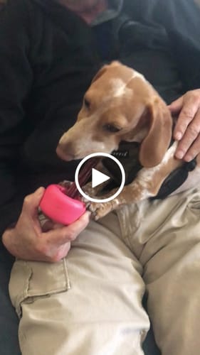 Customer video review of 6 Inch Standard Bully Sticks