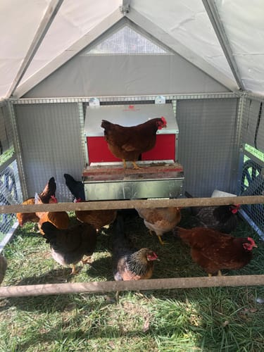 Customer photo review of Small (24") Reversible Rollout Nest Box (Up to 20 Hens)