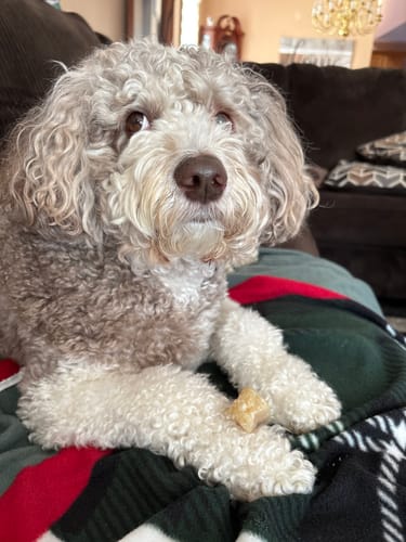 Customer photo review of Coconut Yak Chews