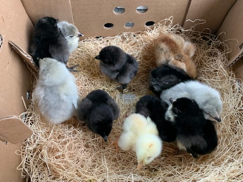 Customer photo review of Lavender Olive Egger Chick (Unsexed)