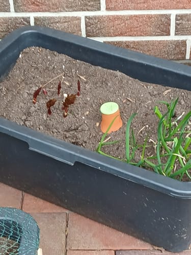 undefined review of Olla Pflanzenbewässerung "Hydro Max" in den Größen 0,2 L / 1 L / 3 L / 6,5 L image 1 out of 2