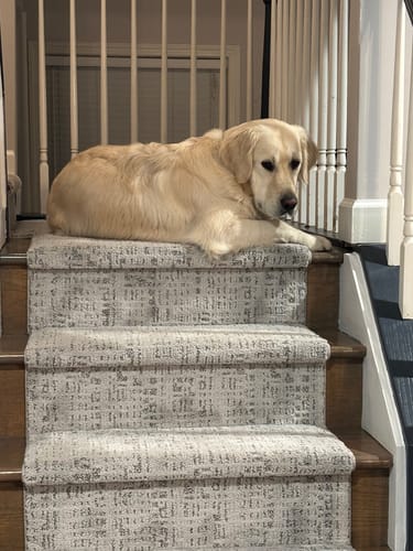 Customer photo review of Exquisite Portrait Arctic Staircase Runner