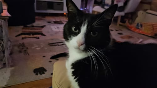 Customer photo review of 3 Month Supply - 4 Cats