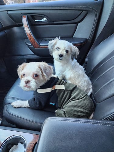 Customer photo review of FurLife™ - 12 Months Flea and Tick Tags for Dogs