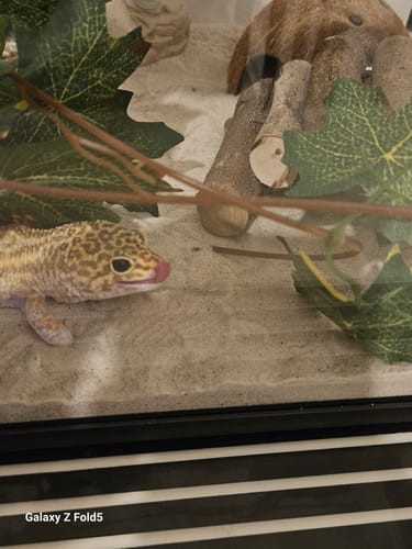 Customer photo review of Zoo Med ReptiHabitat Leopard Gecko Kit
