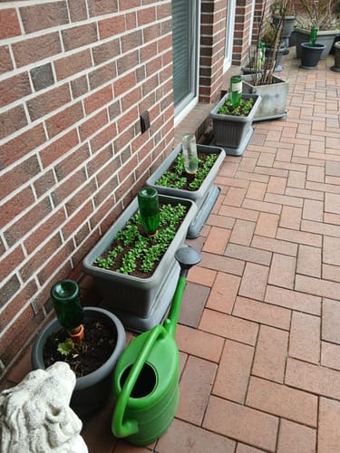 undefined review of Topfpflanzenbewässerung „Hydro Wine“ 12 Stk. Tonkegel für Wein- & PET-Flaschen image 1 out of 1