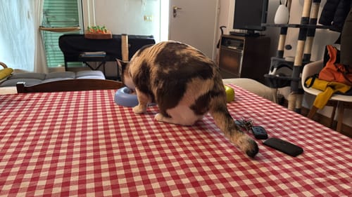 Customer photo review of Abbonamento gatto formula Anatra e Mirtilli