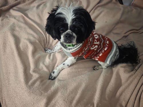 Customer photo review of FurLife™ 12 Months Flea and Tick Free