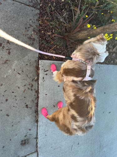 Customer photo review of WagWellies® Mojave