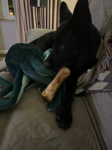 Customer photo review of Smoked Beef Marrow Bone