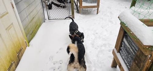 Customer photo review of KING KALM 600mg CBD with Copaiba, Krill Oil and DHA for Dogs & Cats
