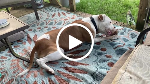 Customer video review of Smoked Beef Marrow Bone