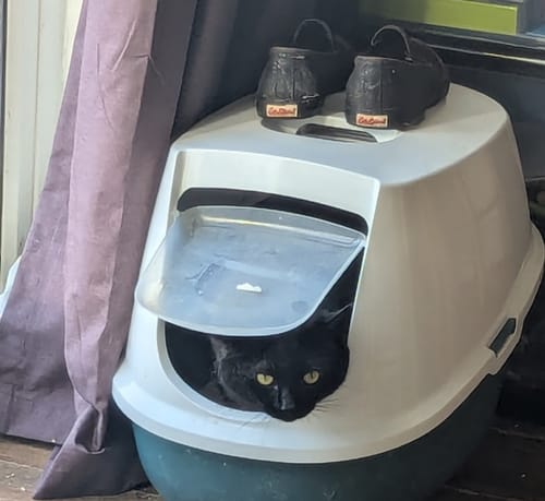 Customer photo review of 3 Month Supply - 2 Cats