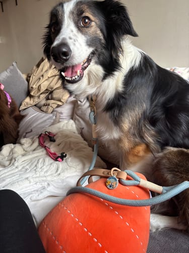 Helen review of Disney© 4ft Rope Lead - Lion Friends - Sage and Mustard image 1 out of 1