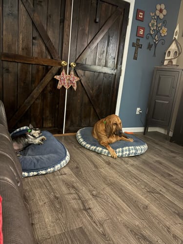 Customer photo review of FurLife™ 12 Months Flea and Tick Free