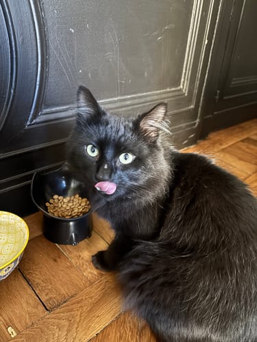 Avis photo d'un client sur Croquettes Chat Stérilisé Sans Céréales - Poulet