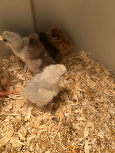Customer photo review of Chocolate Silkie Chick (Sexed Females + Unsexed)