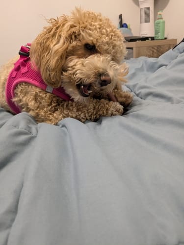 Customer photo review of 6 Inch Standard Bully Sticks