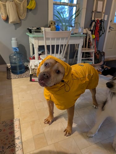 Customer photo review of Breatheshield™ Dog Raincoat - Mustard Yellow