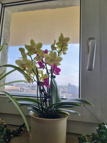Customer photo review of Cocktail Orchidee mit gelb-roten Blüten und 5+ Rispen