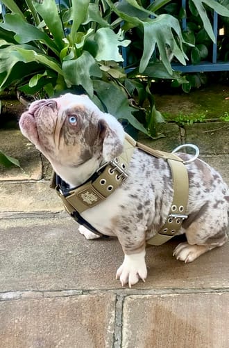 Customer photo review of SUPATUFF® Dog Harness Heavy Duty Desert Wolf