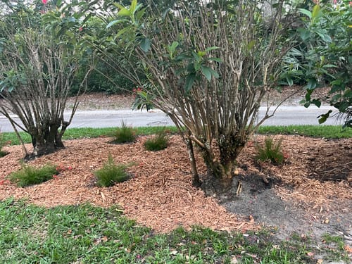 Customer photo review of Firecracker