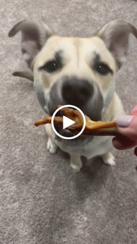 Customer video review of Large Dog Charcuterie Bundle