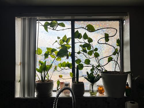 Customer photo review of Plant Food