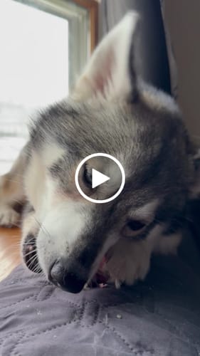 Customer video review of Mix Flavored Chews ( A Bundle of 6 Sticks )