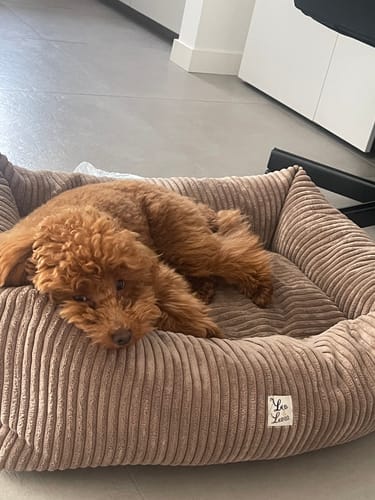 Customer photo review of Cover Divanetto Velluto a Coste Marrone