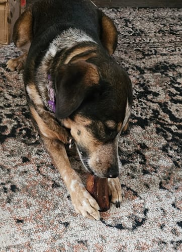 Customer photo review of Smoked Beef Marrow Bone