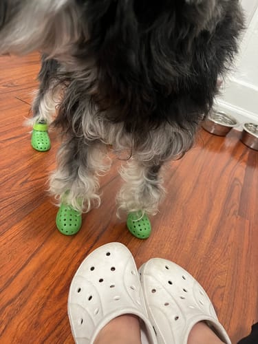 Customer photo review of WagWellies® Neon Green Mojave