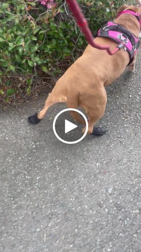 Customer video review of Leather Dog Booties - Doccasins - 1 pair