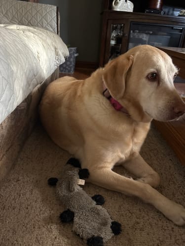 Customer photo review of FurLife™ 12 Months Flea and Tick Free