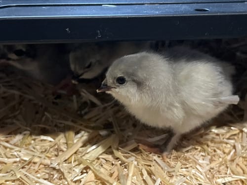 Customer photo review of Lavender Olive Egger Chick (Unsexed)