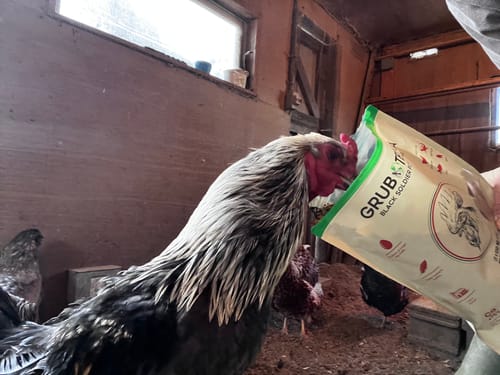 Customer photo review of GrubTerra Dried Larvae Sample