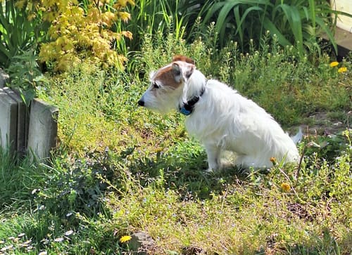 Customer photo review of Collier Anti Aboiement PuppySafe