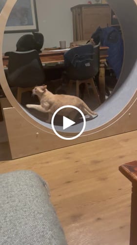 Andrea H. review of Elmato Katzenlaufrad Simba image 1 out of 1