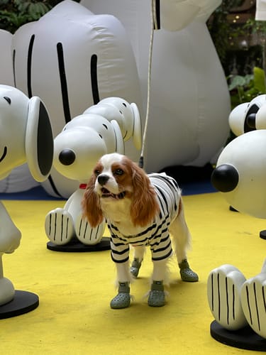 Phattrawan review of WagWellies® Mojave image 1 out of 1