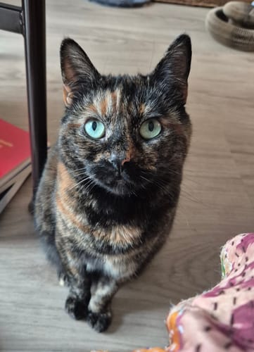 Customer photo review of 1 Month Supply – 1 Cat