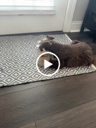 Customer video review of Strawberry Yak Chews