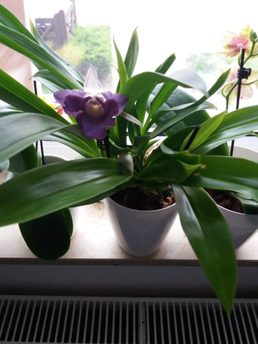 Customer photo review of Cochleanthes Hybride mit blauen Blüten im 12cm Topf