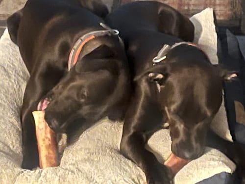 Customer photo review of Large Dog Black Friday Bundle II (4x 5oz Jerky Bags + 4x LARGE Smoked Marrow Bones)