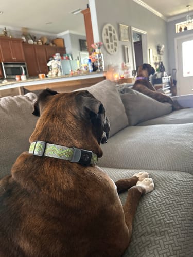 Customer photo review of FurLife™ - 12 Months Flea and Tick Tags for Dogs