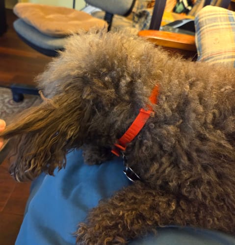 Customer photo review of FurLife™ 8 Months Flea and Tick Free