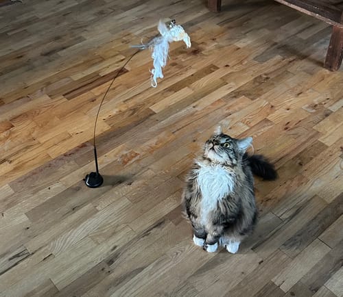 Customer photo review of Interactive Bird Simulation Cat Toy Set | Leo's Paw