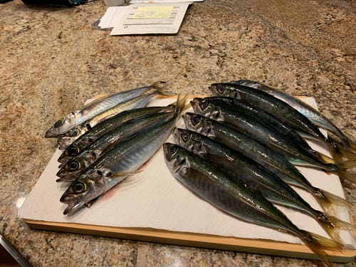 Customer photo review of Pacific Mackerel