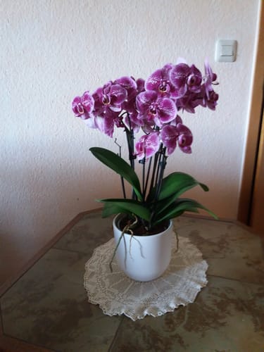 Customer photo review of Große Two of Us Diamond Babe mit lila-rosa gesprenkelten Blüten und 4 Rispen