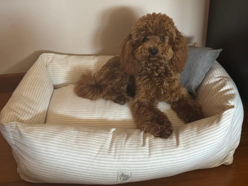 Customer photo review of Divanetto Cotone Righe Grigio